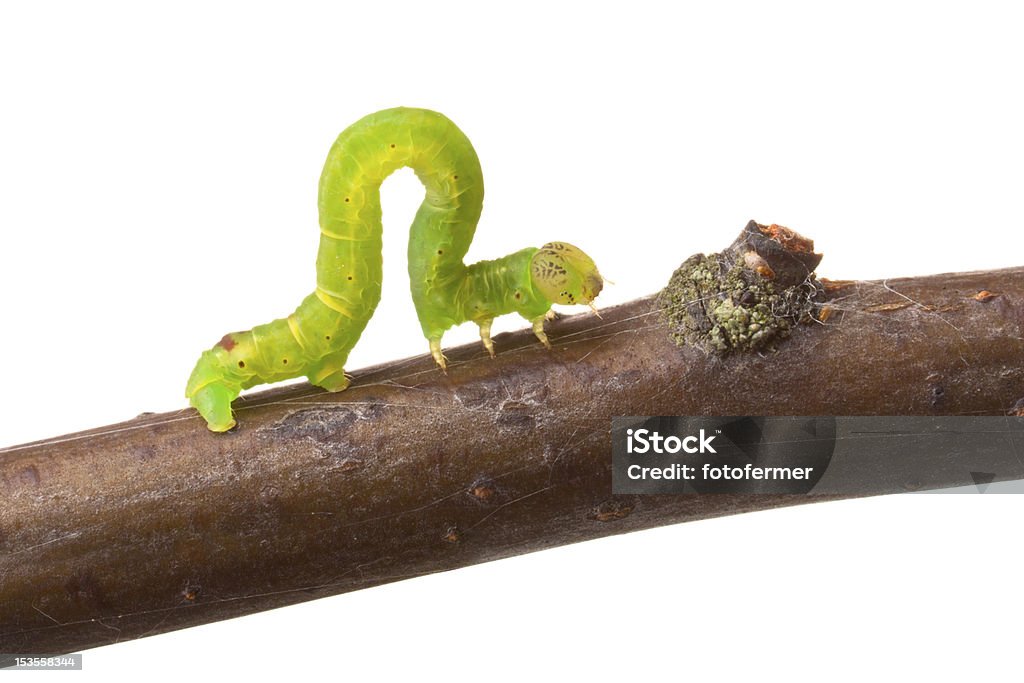 Inchworm walking on a branch Inchworm walking on a branch. Isolated on white Caterpillar Stock Photo