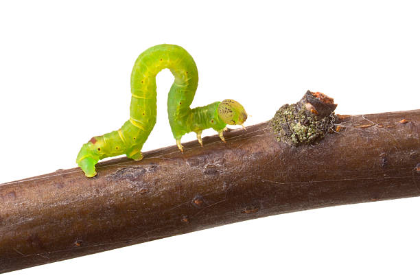Inchworm walking on a branch Inchworm walking on a branch. Isolated on white moth larvae pictures pictures stock pictures, royalty-free photos & images