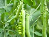 Peas in a pod hanging on a vine in nature