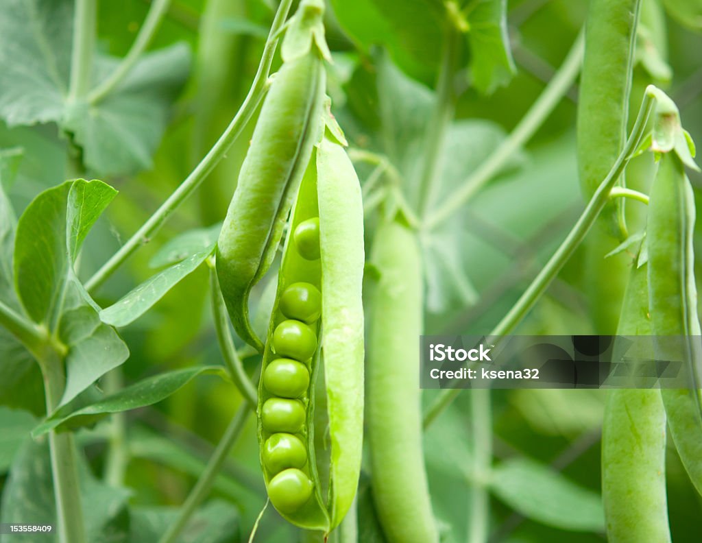 Peas in a pod hanging on a vine in nature peas growing on the farm Green Pea Stock Photo