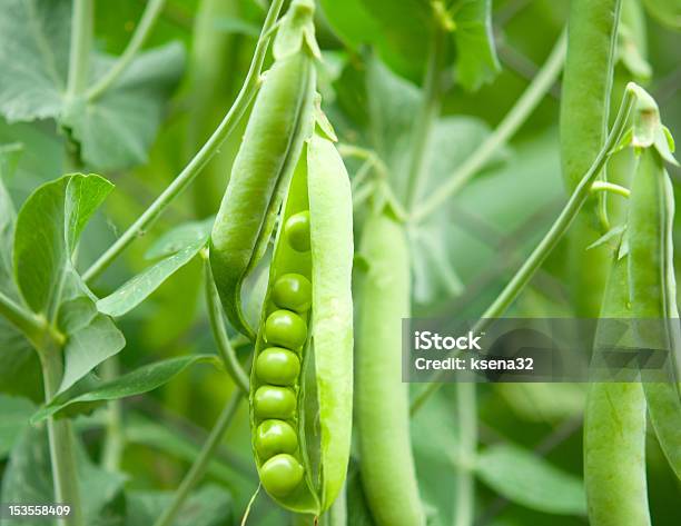 Peas In A Pod Hanging On A Vine In Nature Stock Photo - Download Image Now - Green Pea, Growth, Pea Pod