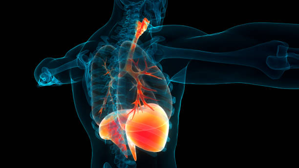istock Human Respiratory System Lungs with Diaphragm Anatomy 1535585312