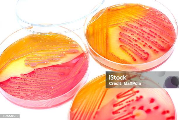 Petriego Z Kolonii Bakterii W Modnym Agarbiałe Izolacji - zdjęcia stockowe i więcej obrazów Szalka petriego