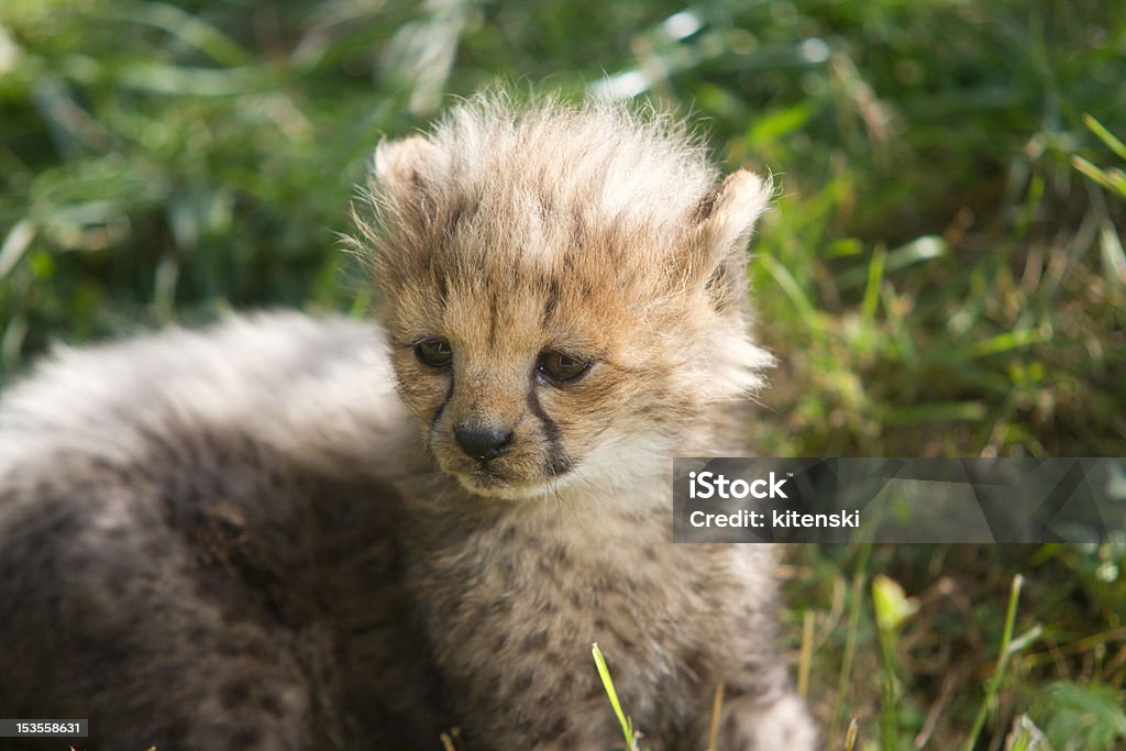 Close up of a baby cheetah Close up of a 6 week old baby cheetah Cheetah Cub Stock Photo