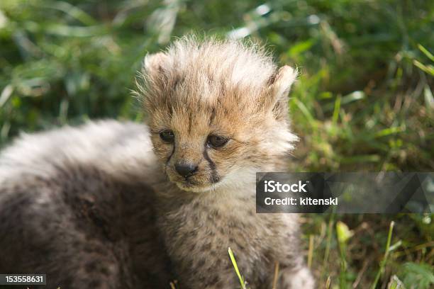 Close Up Of A Baby Cheetah Stock Photo - Download Image Now - Cheetah Cub, Africa, African Cheetah