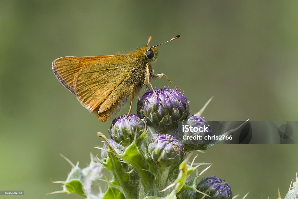 작은가 스키퍼 (Thymelicus sylvestris - 로열티 프리 나방 스톡 사진