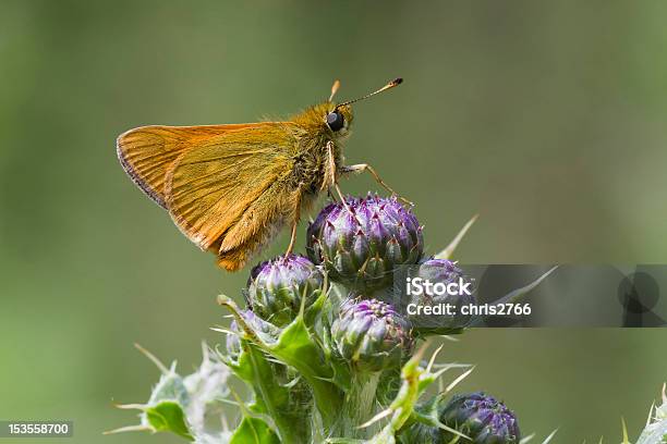 작은가 스키퍼 Thymelicus Sylvestris 나방에 대한 스톡 사진 및 기타 이미지 - 나방, 나비, Small Skipper Butterfly
