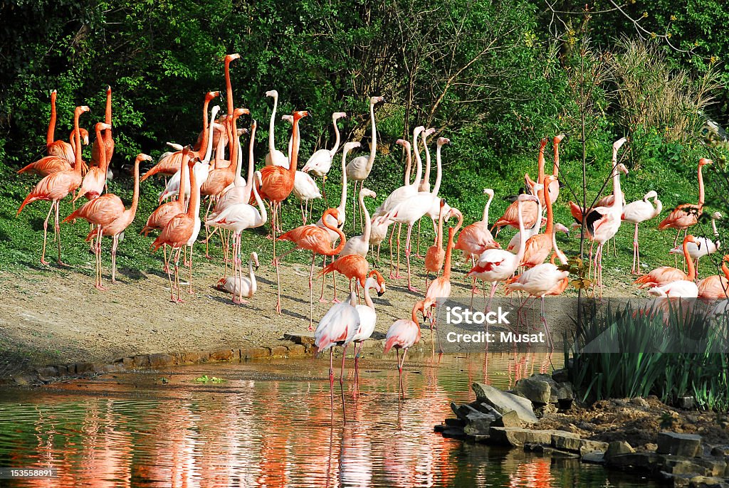 Groupe de flamants roses - Photo de Arbre libre de droits