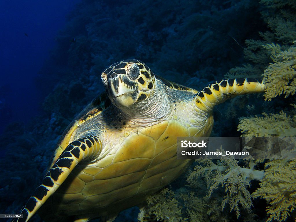 Hawksbill Turtle - Eretmochelys imbricata Animal Shell Stock Photo