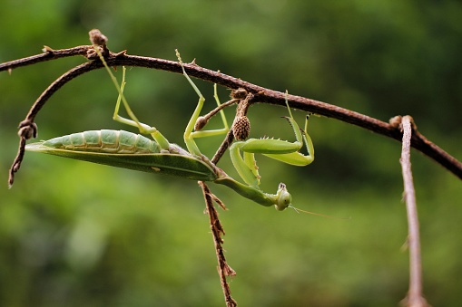 A grasshopper locust on a tree branch.