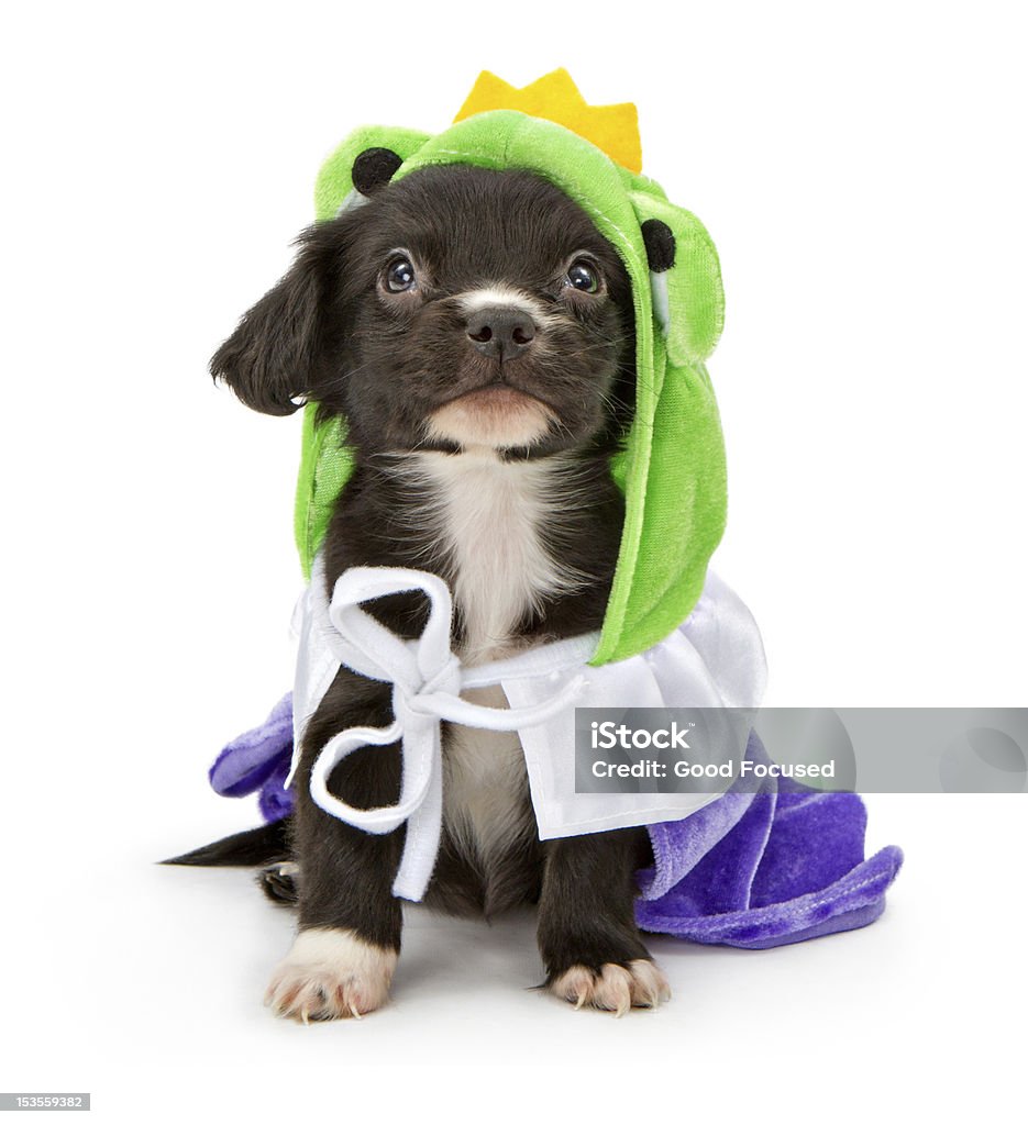 Preto vestindo roupa cachorrinho Príncipe Sapo - Royalty-free Animal Foto de stock