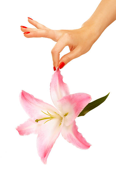 istock Hand holding Madonna lily 153559475