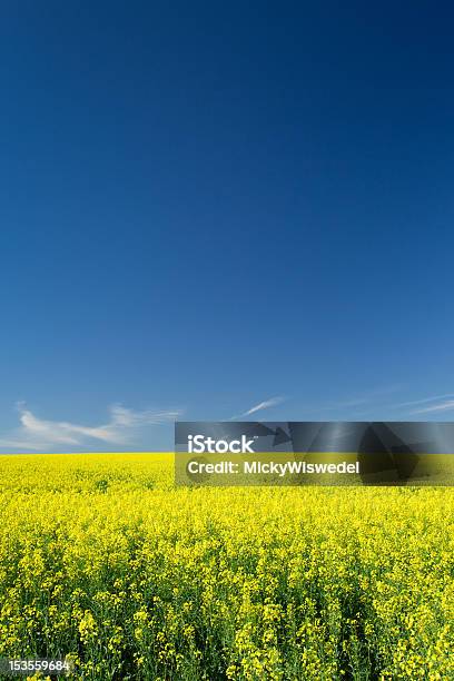 Canola Field Foto de stock y más banco de imágenes de Aire libre - Aire libre, Azul, Campo - Tierra cultivada