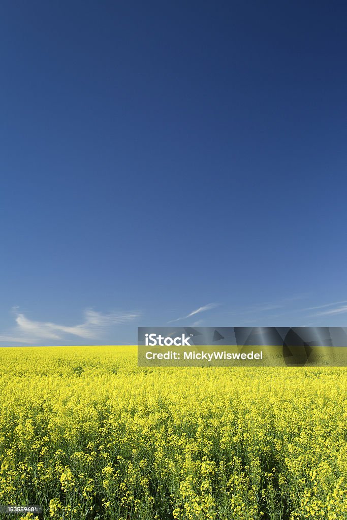 Campo de Canola - Foto de stock de Azul royalty-free