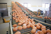 Eggs on factory running machine