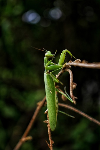 Mantis larvae on plant in the wild