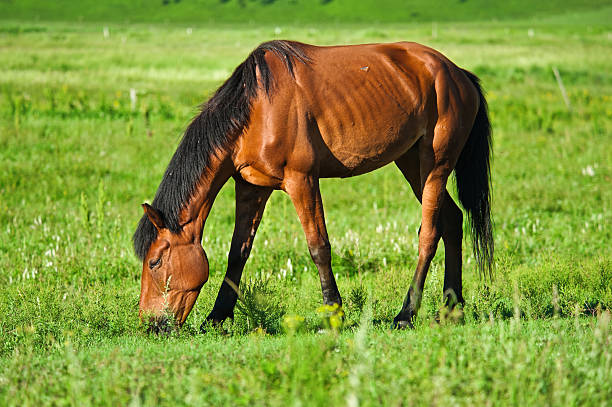 istock Horse on the Prairie 153559992