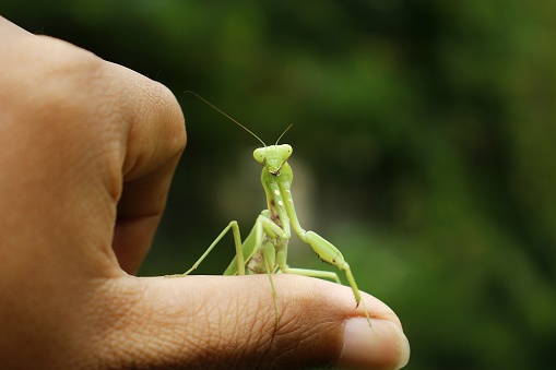 Close up photo of a Green Praying Mantis