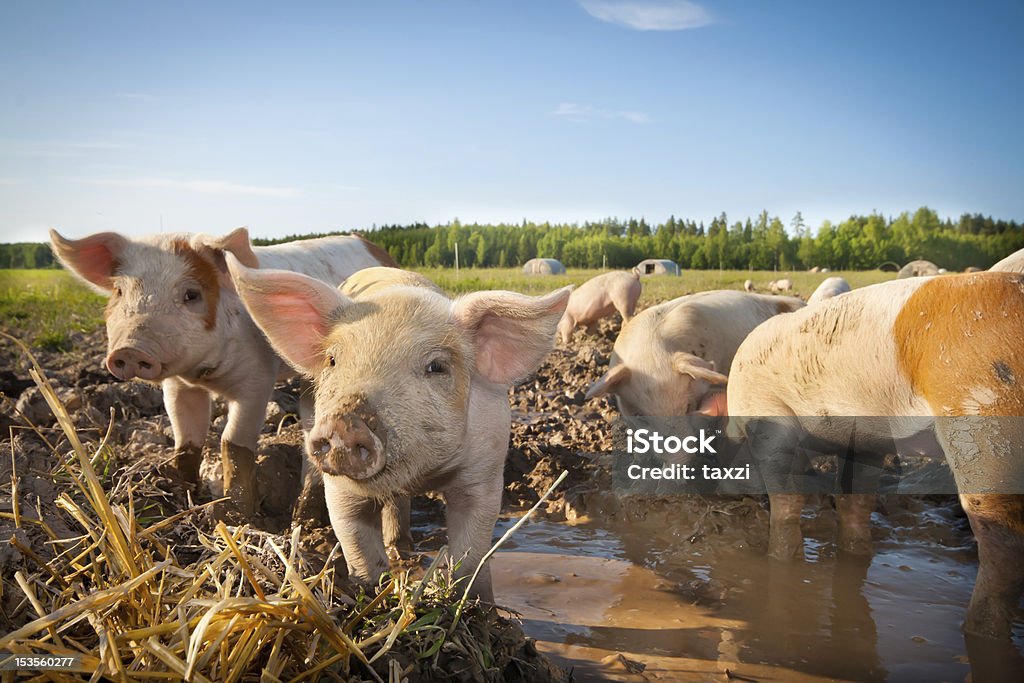 Molti maiali carini su un pigfarm - Foto stock royalty-free di Maiale - Ungulato