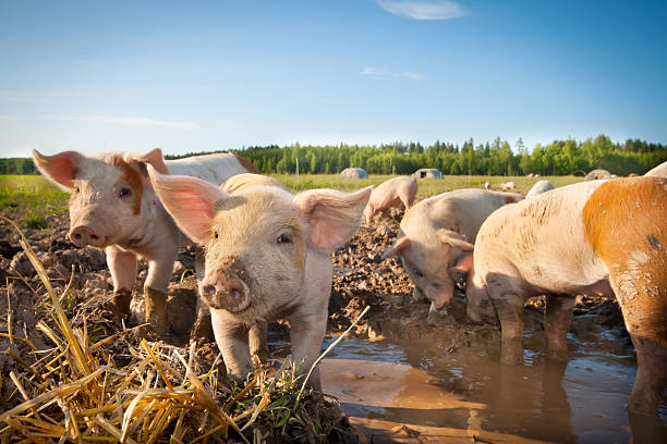 Many cute pigs on a pigfarm