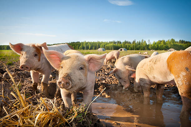 Many cute pigs on a pigfarm stock photo