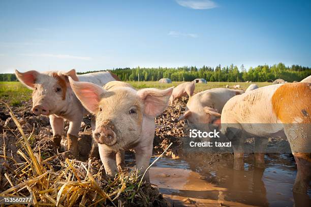 Muitos Giro Sobre Um Pigfarm Suínos - Fotografias de stock e mais imagens de Porco - Porco, Quinta, Relva