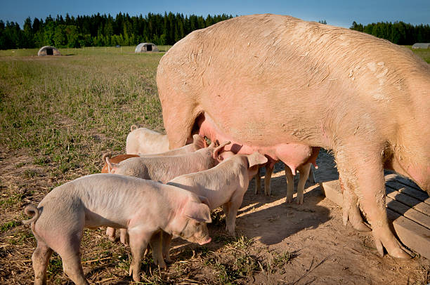 Some cute young pigs feeding on mom stock photo