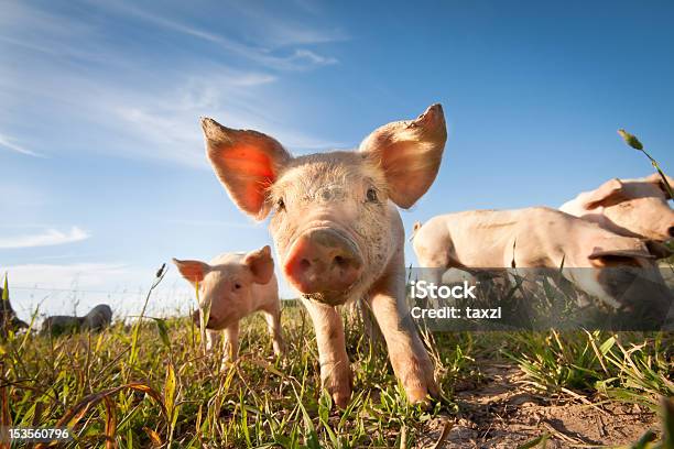 작은가 돼지 돼지에 대한 스톡 사진 및 기타 이미지 - 돼지, 돼지고기, 농장