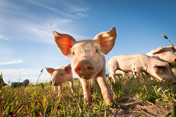 małe pig - livestock pink agriculture nature zdjęcia i obrazy z banku zdjęć