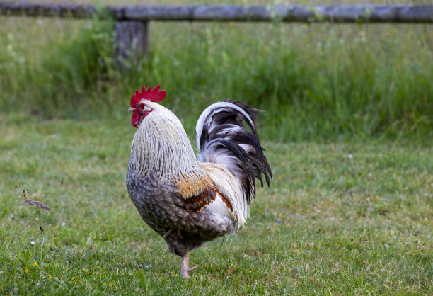 istock A rooster with brown, black and white feathers standing on a meadow 1535608264