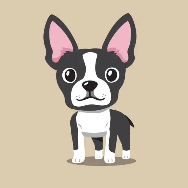 Vector illustration of Cartoon boston terrier dog