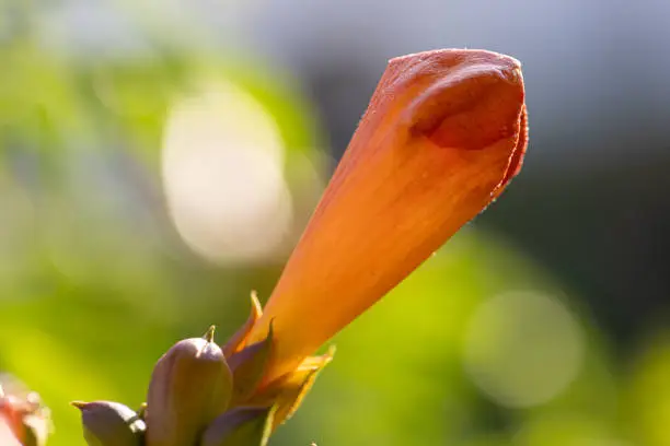 Close-up of a still closed blossom of a trumpet-creeper (campsis) short before opening