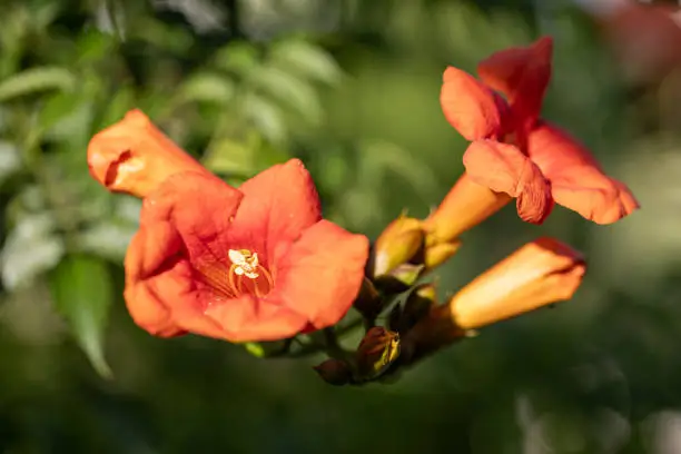 Close-up of blossoms of a trumpet-creeper (campsis) in the sun
