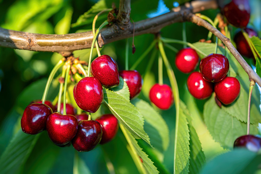 ripe cherries hang on the branch close-up