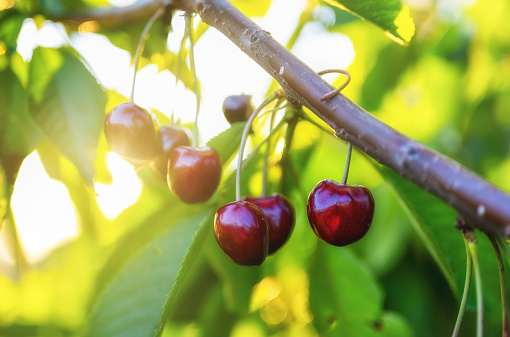 ripe cherries hang on the branch close-up