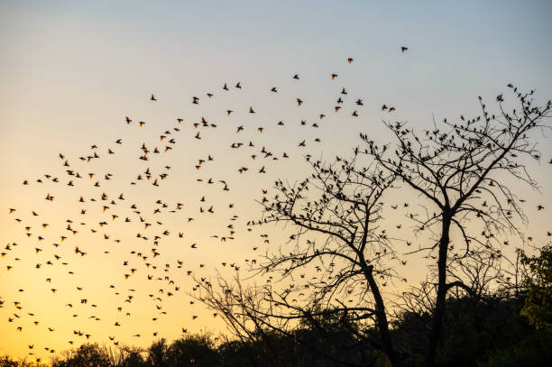 istock Flock of birds flying around tree in the sunset 1535612501