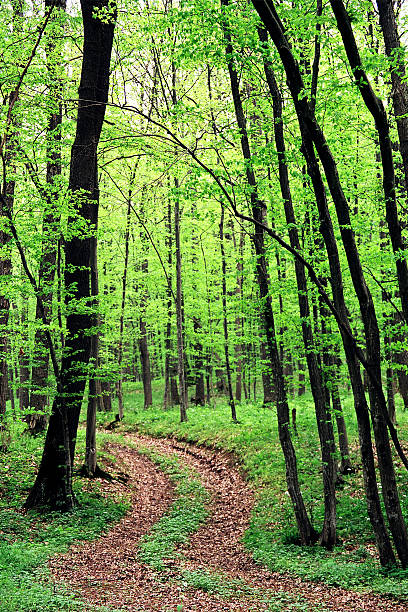 Foresta magica. - foto stock