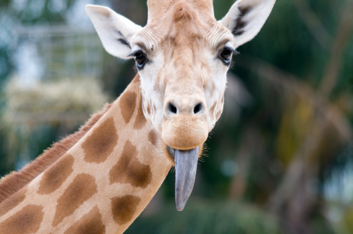Giraffe sticking tongue out.