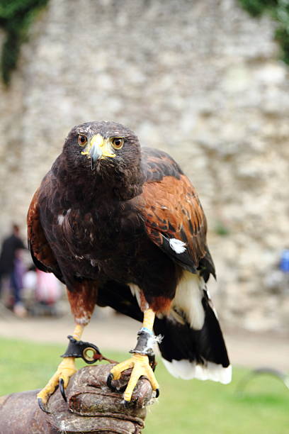 aquila reale - foto stock