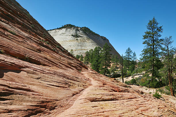 istock Low pine Zion National Park in the U.S 153562518