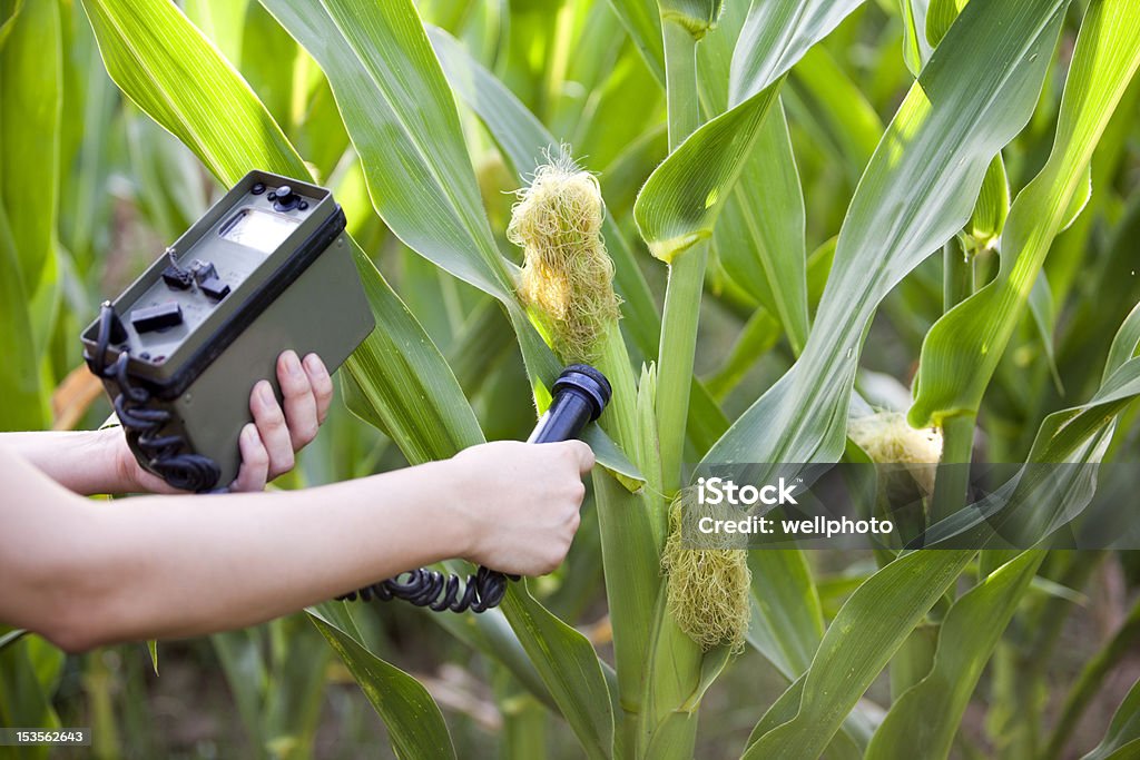 Pomiar promieniowania poziomy kukurydzy - Zbiór zdjęć royalty-free (Analizować)