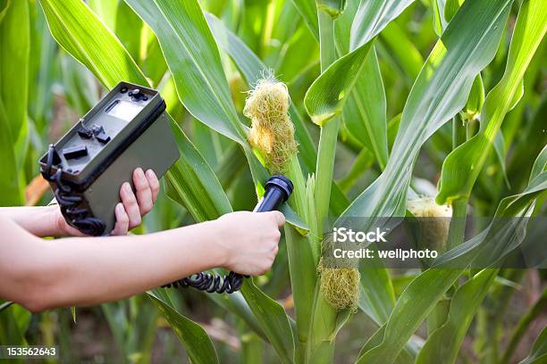 Pomiar Promieniowania Poziomy Kukurydzy - zdjęcia stockowe i więcej obrazów Analizować - Analizować, Fotografika, Gospodarstwo