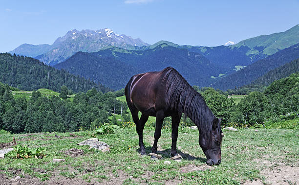 istock Brown horse grazing on mountain grassland 153562796