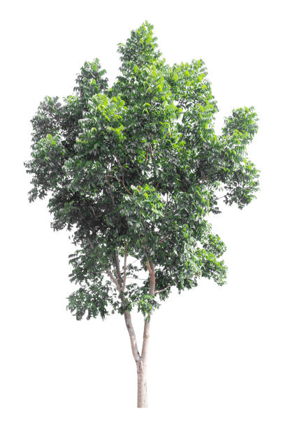 白い背景に緑の木。クリッピングパス - oak tree treelined tree single object ストックフォトと画像