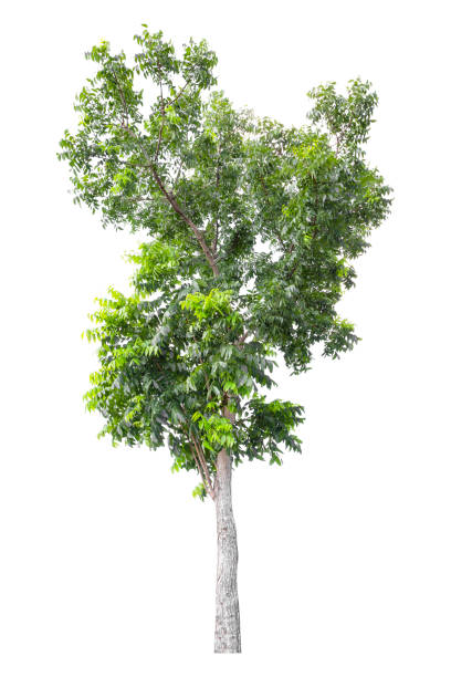 зеленое дерево изолировано на белом фоне. обтравочный контур - oak tree treelined tree single object стоковые фото и изображения