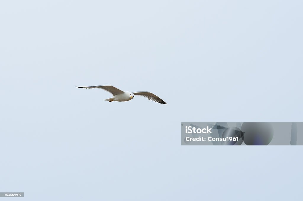 Flying - Foto de stock de Aire libre libre de derechos