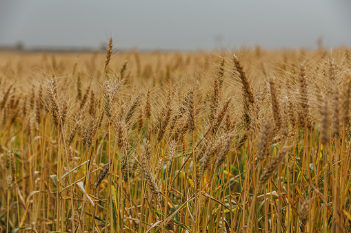 Looking at golden colored wheat on a bright summer day.\nThe crop grows in the ears before is it ready for harvest.