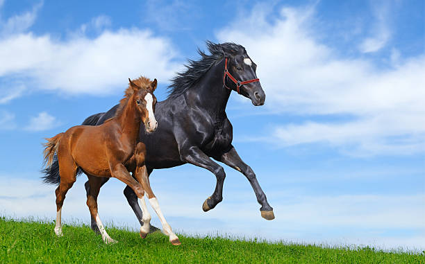 istock Black mare and sorrel foal gallop 153564555