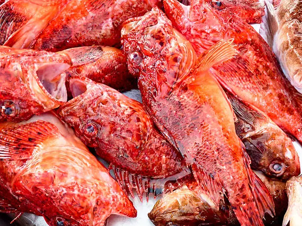 Photo of caught red scorpionfishes on a table