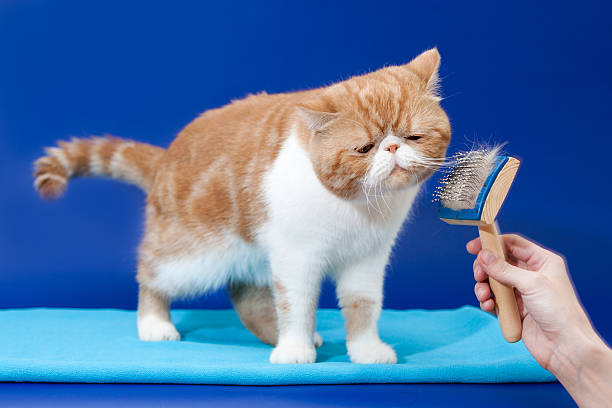 istock Exotic shorthair is very pleased isolated 153564757